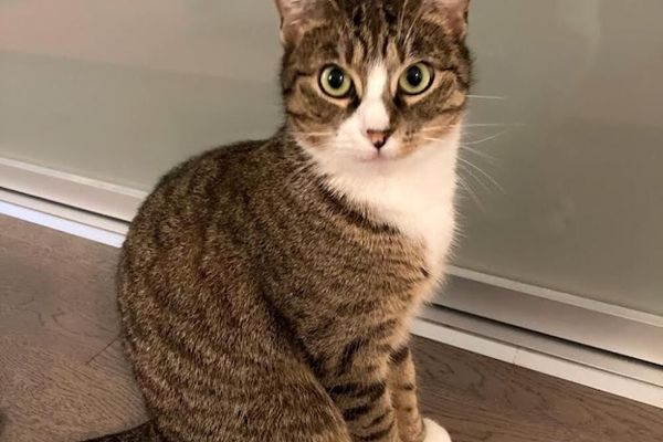 tabby cat